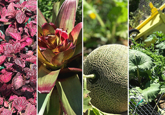 fresh herbs and seasonal fruits at kensington park