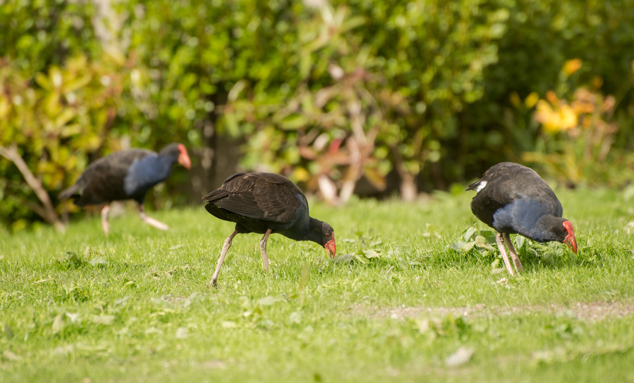 Pukekohes