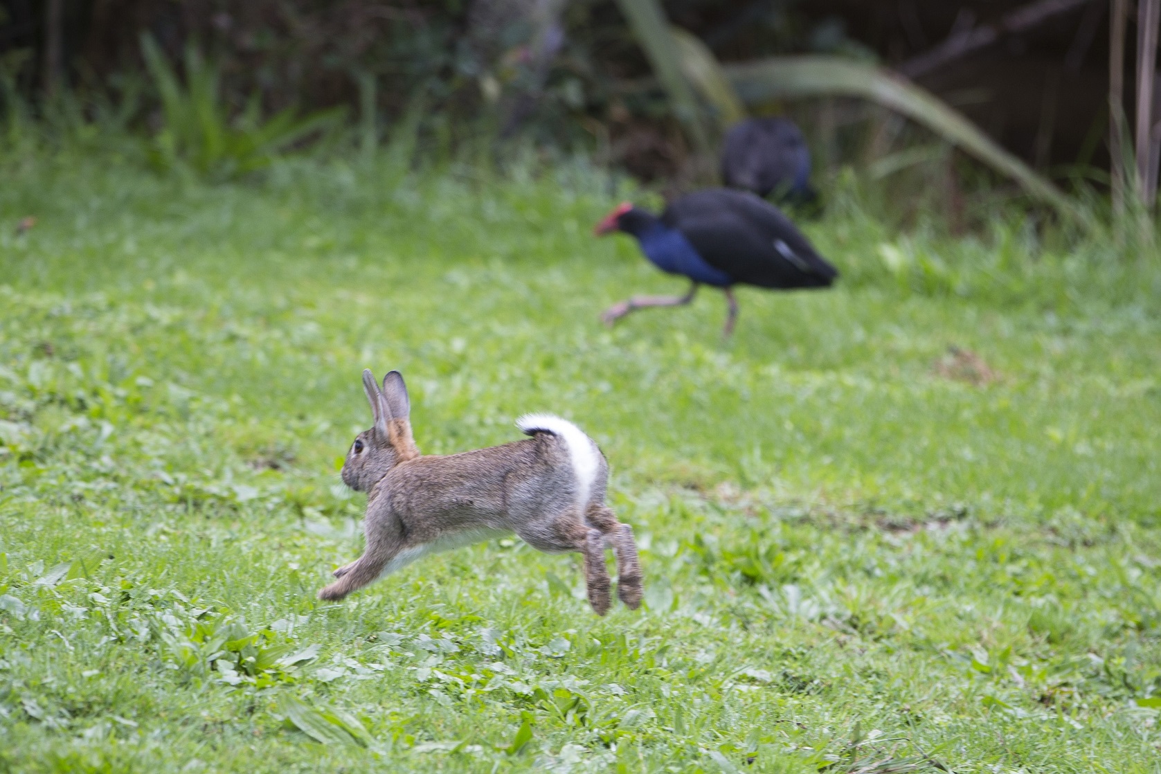 Rabbits.pukekoes