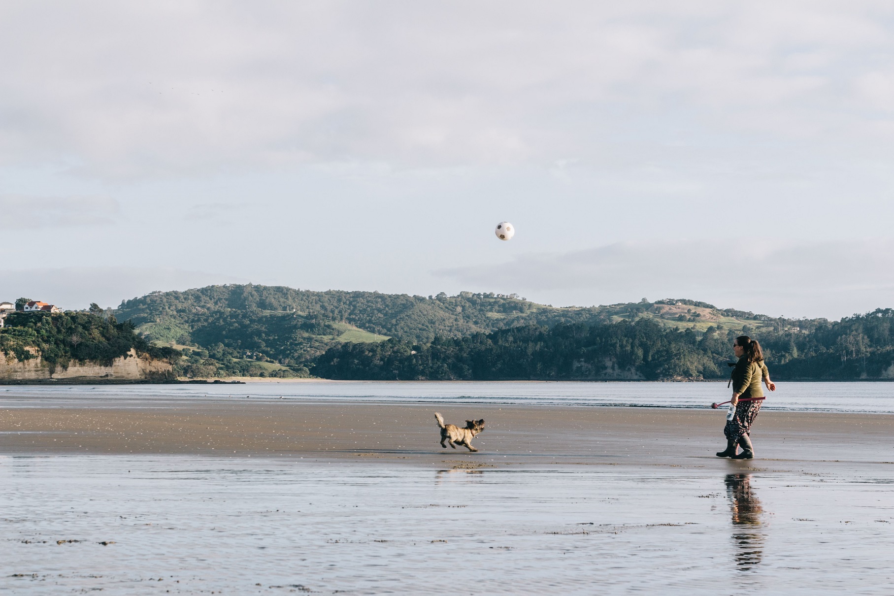 dog on beach Ball